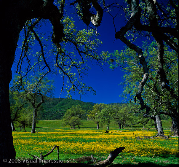 Fujichrome Velvia 50 Film