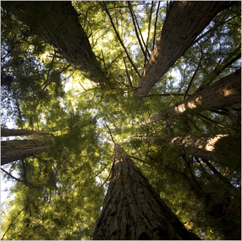 work_redwoods image